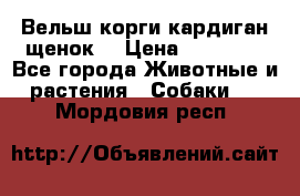 Вельш корги кардиган щенок  › Цена ­ 35 000 - Все города Животные и растения » Собаки   . Мордовия респ.